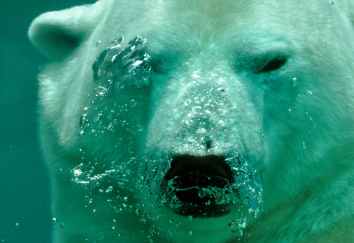 polar-bear-the-bear-water-48153.jpeg